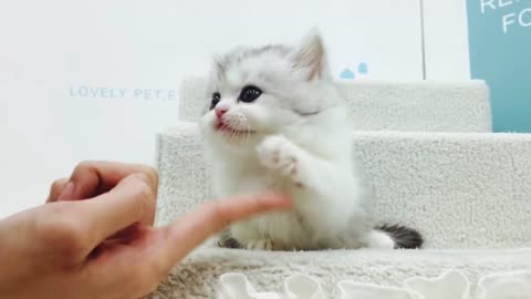 😻😻😍😻😻Lovely Cutest Short leg munchkin cat - 😻😻😻😽😽kittens video
