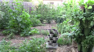 July Gardening Update Part One - Lots of Tomatoes and More