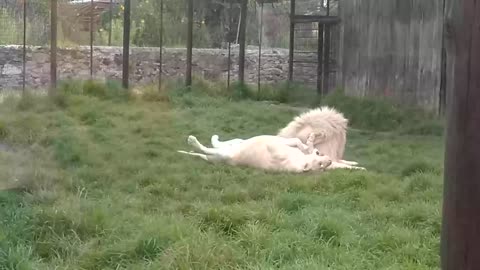 Two White Lions Play Affectionately