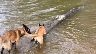 Belgian Malinois practice for log rolling competition!!!