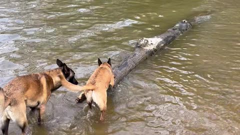 Belgian Malinois practice for log rolling competition!!!
