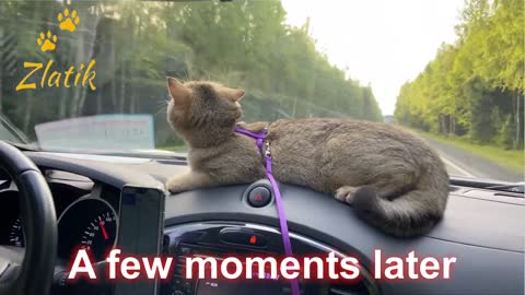 Funny Cat for the First Trip in the Car. Adopting cat, Playful cat Zlatik Cat 2020