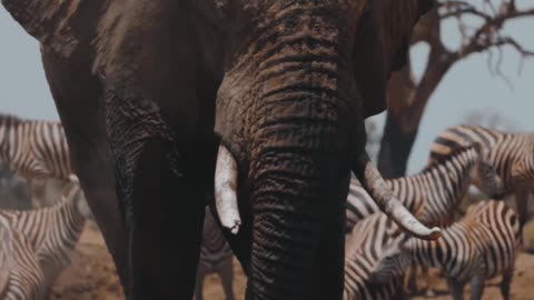 Elephants are incredibly intelligent animals