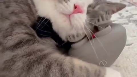 Cat 😺 masage