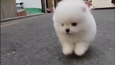 Cute Puppy 01