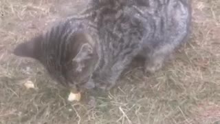 fed a stray cat