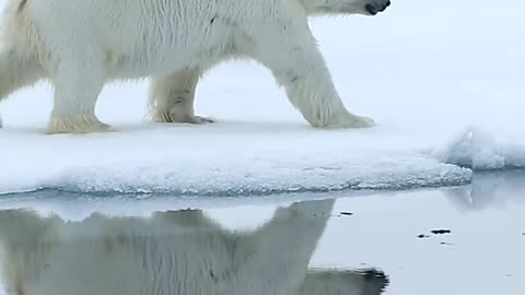Polar bears on the Arctic sea ice.