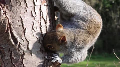 Squirrel Head Grey Squirrel
