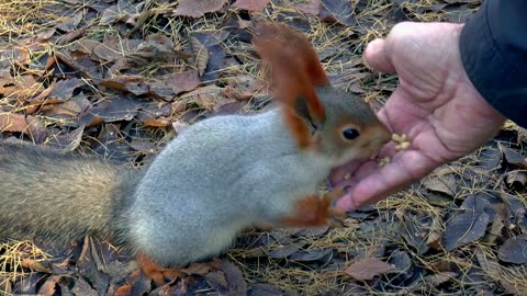 Sibérie, Écureuil, Alimentation