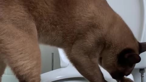 Chocolate Burmese Teaches Himself to Pee in the Toilet