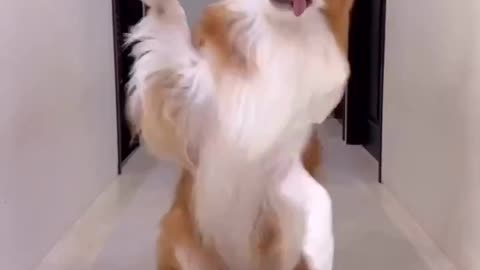 Animals funny videos 😂😂