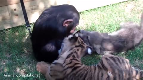 Baby Chimpanzees - Cutest Compilation