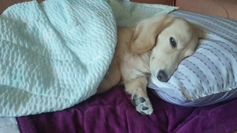 A dachshund that sleeps with a blanket on it.