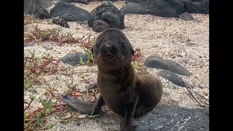 Greeting an Adorable Baby Sea Lion