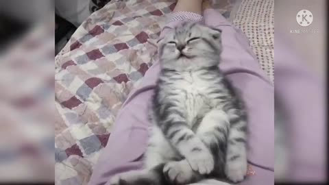 Best Funny Cat Videos 🤣 That Will Make You Laugh All Day Long #shorts