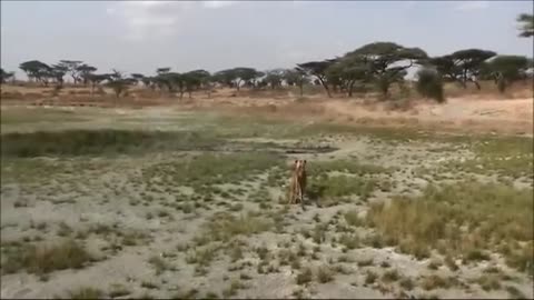 World fastest animal fail in attacking the deer