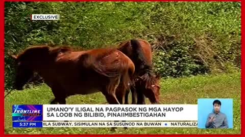 Mga kabayo, panabongna manok, sawa,nadiskubre sa Bilibid compound