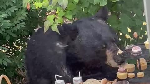 Bear Eats Buffet at a Birthday Party