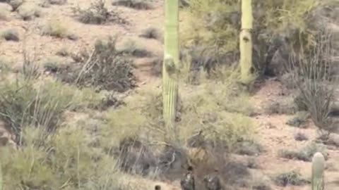 Nothing To See Here, Just A Group Of Men In Camo Moving Through AZ Many Miles North Of The Border