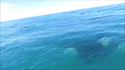 Orcas Cruise Alongside Jet Ski Off Kaikoura