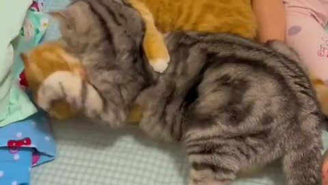 Cute Cats & Funny Cats 😍😍😅😅 #shorts #cats #viral #mmvcats