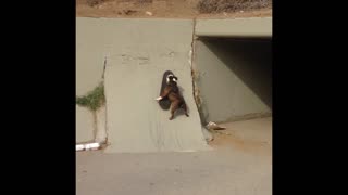 Bulldog rides skateboard better than most humans