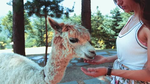 A girl feeding a alpaca