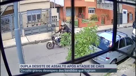 Cachorros de rua partem para cima de bandidos e evitam assalto | Primeiro Impacto (19/10/22)