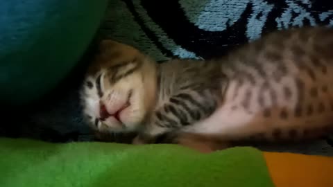 BABY CAT SLEEPING