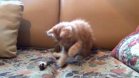 A kitten playing with a mouse