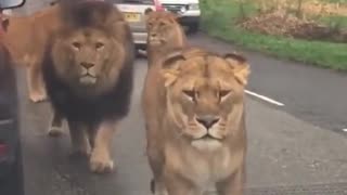 Lions are Roaming the Streets of Paris