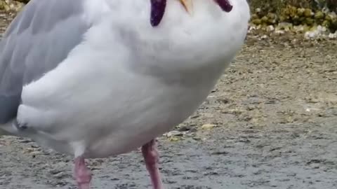 Bird so hungry