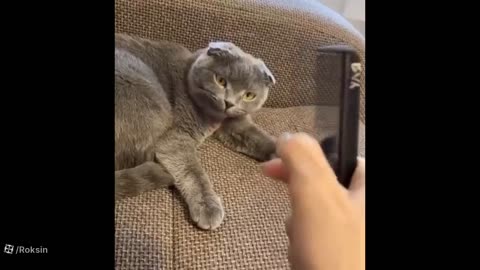 The best funny videos of dogs and cats 2