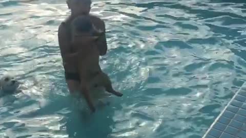 Watch this dog what to do in the pool