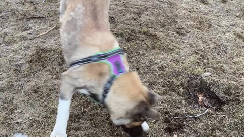 Akita's chase Laser