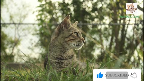 Feral cats and neglected cats.From Stray to Loved The Journey of Neglected Cats. amazing animals.cat