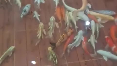 Meanwhile In Thailand - Restaurant Has Fish Swim Around The Customers