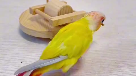 Little yellow parrot learns to grind smartly
