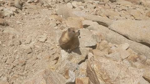 Overly Friendly Marmot