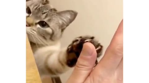 Cutest cat high five.