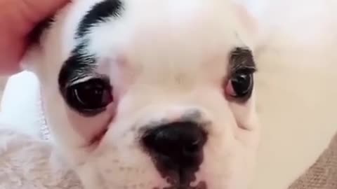 Funny moments with adorable dogs