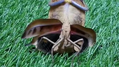 Praying Mantis Scares Off a Human