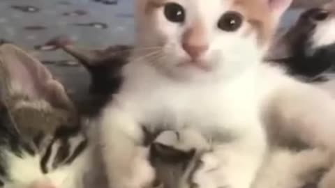 Cats Being Funny - A Collection of the Cutest Cat Videos Ever