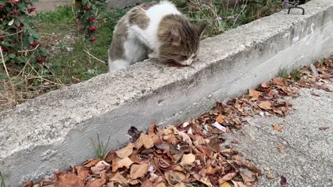 Old hungry sweet cat wanted to eat something so I gave food