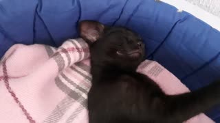 Sono de gato