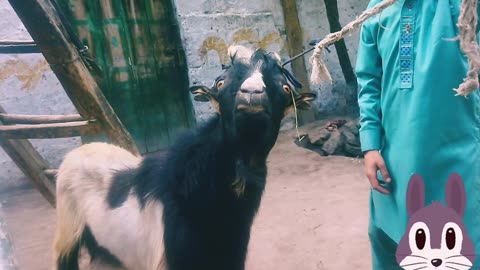 Funny babies playing with there goat