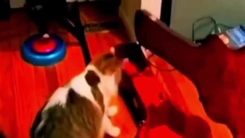 Funniest Animals 2023 😂😂 Best Cats and Dogs Videos 🐶😸#cat #cute #funny
