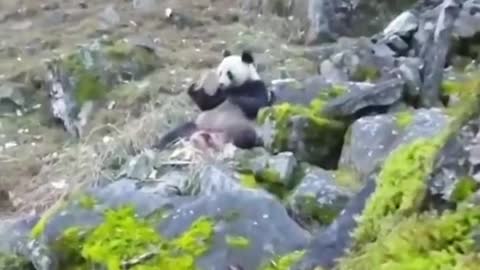 A wild panda eating meat in a region of China is discovered