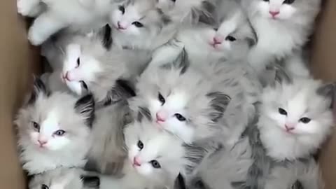 Sweet cat video
