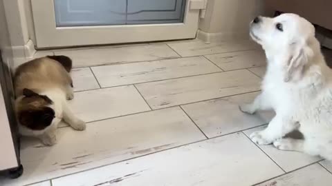 Golden Retriever Puppy Confused by New Cat